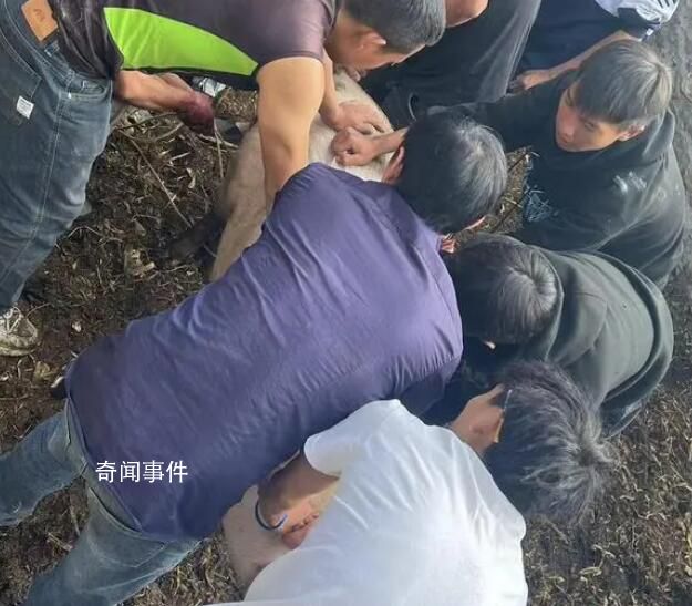 云南部分鄉鎮倡議不搞“殺豬飯” 引發網友熱烈討論