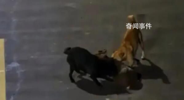 大學(xué)生用無人機救遭撕咬保護動物 學(xué)生們見狀遠程救援