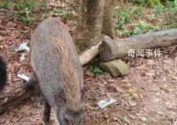 深圳一景區(qū)野豬被投喂成網(wǎng)紅豬