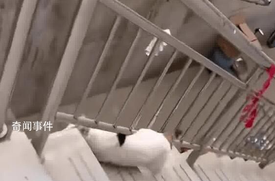 貓咪犟種附體欲跳對(duì)面房頂連摔3次