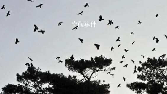 菲律賓近海地震:鳥群飛舞房屋搖晃