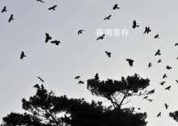菲律賓近海地震:鳥群飛舞房屋搖晃