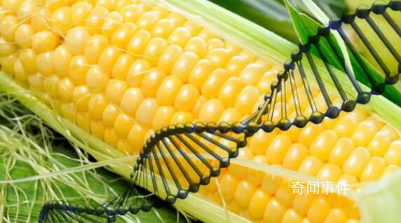 51個轉基因品種獲審定通過 有望正式迎來商業化進程