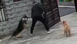 知情人回應狗主人鎖狗被瘋狂攻擊