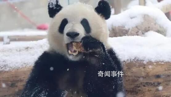 萌蘭滾了一身炸裂糖霜 網友：這是可鹽可甜的雪佛蘭呀