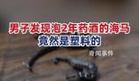 男子發現泡2年的藥酒里海馬竟是塑料