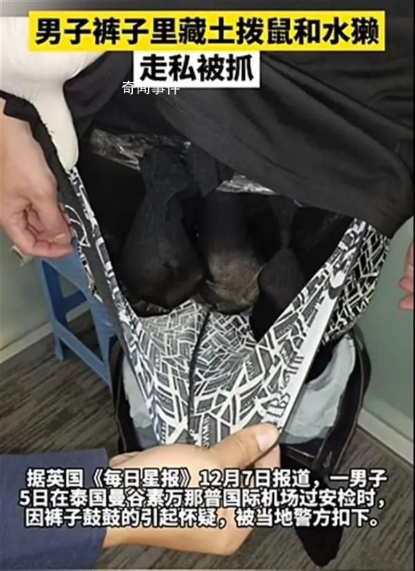 男子褲子里藏動物走私被抓