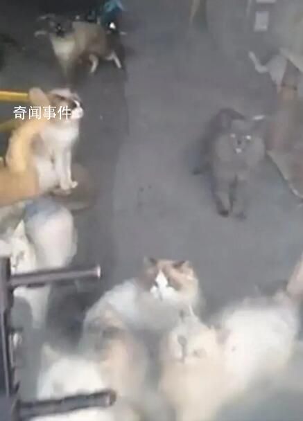 20多只貓餓到自相殘殺?重慶辟謠