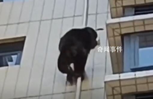廣東有猩猩爬居民樓?物業:沒抓住