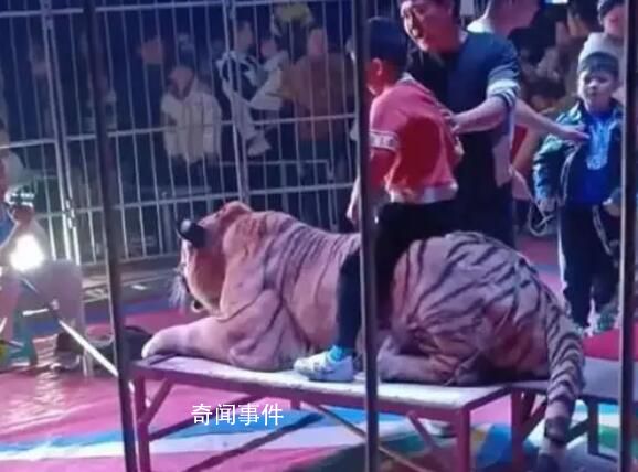 廣西一馬戲團(tuán)讓孩子騎老虎拍照