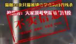 20余只貓被鎖店里餓到自相殘殺 該信息為不實信息