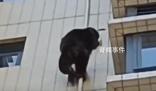 廣東有猩猩爬居民樓?物業:沒抓住