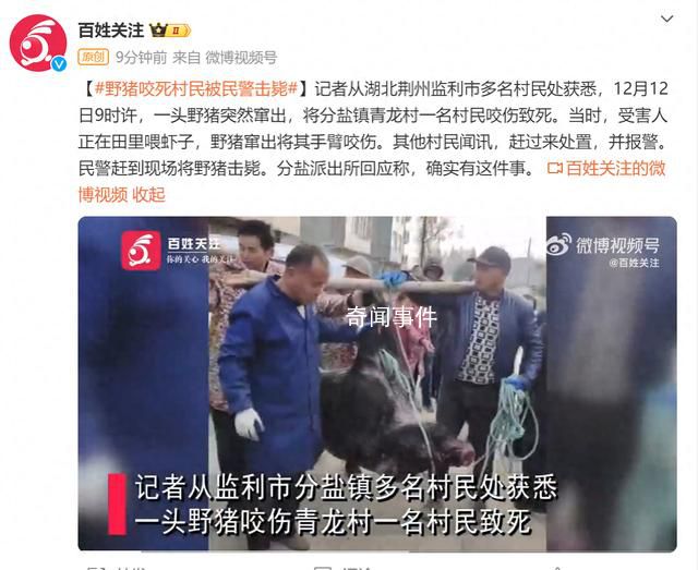 湖北一野豬咬死村民被民警擊斃 回應稱確實有這件事