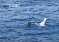人民海軍雙語短片高燃發布 致敬忠誠護衛祖國萬里海疆的人民海軍