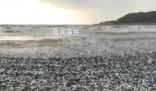日本北海道海岸現(xiàn)大量沙丁魚尸體 目前原因不明