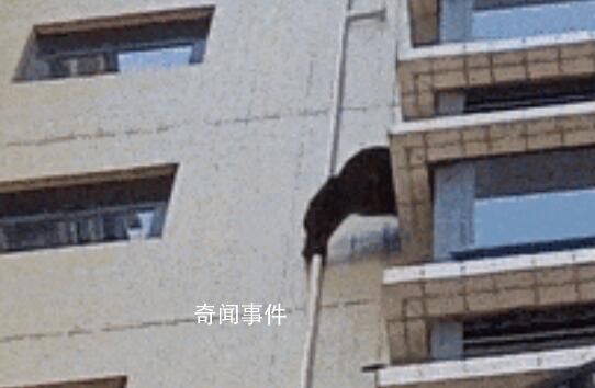 黑猩猩攀爬居民樓?專家:是藏酋猴