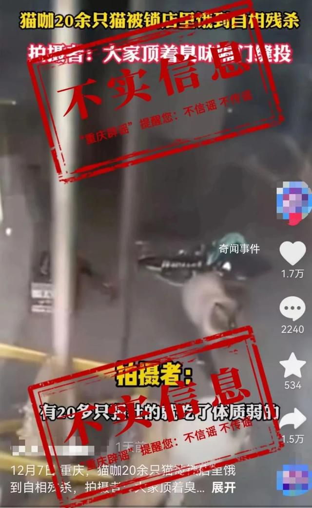 貓咖20只貓餓到互相殘殺?店主回應