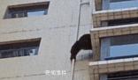 黑猩猩攀爬居民樓?專家:是藏酋猴