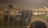 黑熊表演時(shí)抱咬馴獸師 動(dòng)物園回應(yīng)