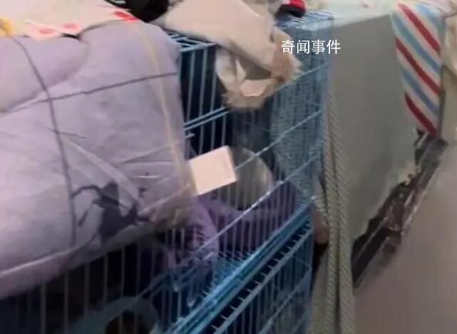 一輛載有950余只貓的運(yùn)貓車(chē)被攔截