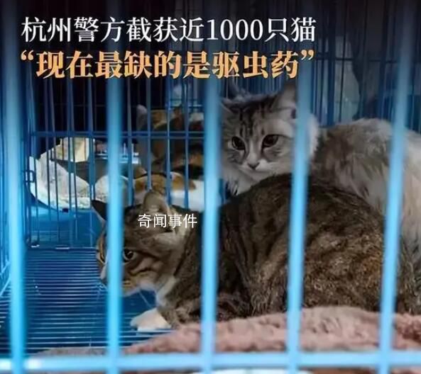 愛貓失蹤90后女孩暗訪整條產業鏈
