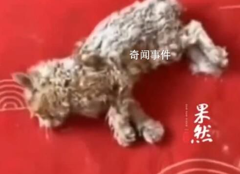 小貓雪天被凍僵女子用吹風機救活
