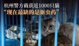 愛貓失蹤90后女孩暗訪整條產(chǎn)業(yè)鏈