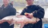 高校內湖撈3000斤魚直送食堂 湖南一高校請全校吃全魚宴