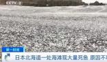 日本一月出現(xiàn)兩次死魚潮 漁港內(nèi)部分死魚已經(jīng)腐爛