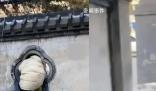 女子拿快遞為抄近路每次都鉆洞 戲稱：你是一點(diǎn)也不往旁邊看啊