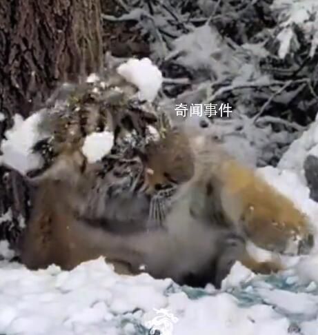 女生和虎寶寶玩雪 老虎無還手之力