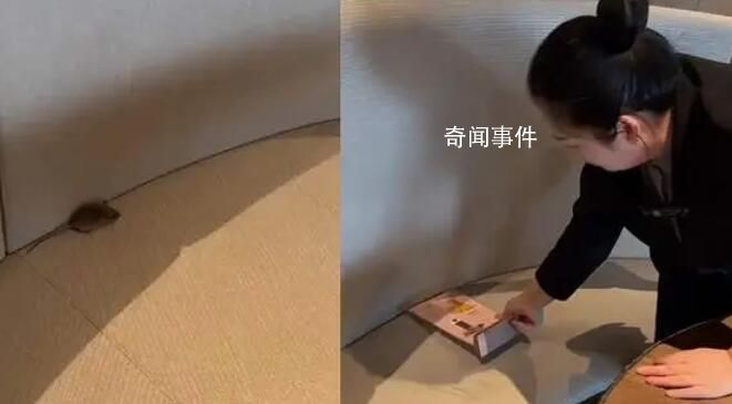 男子遇老鼠霸座 店員:沒老鼠不可能