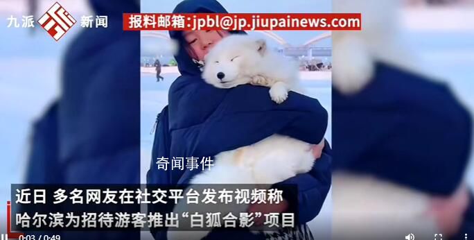 哈爾濱景區回應請白狐迎客:不咬人