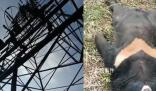 黑熊爬上高壓電塔觸電死亡 電力已恢復(fù)供應(yīng)