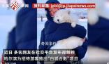 哈爾濱景區(qū)回應(yīng)請白狐迎客:不咬人