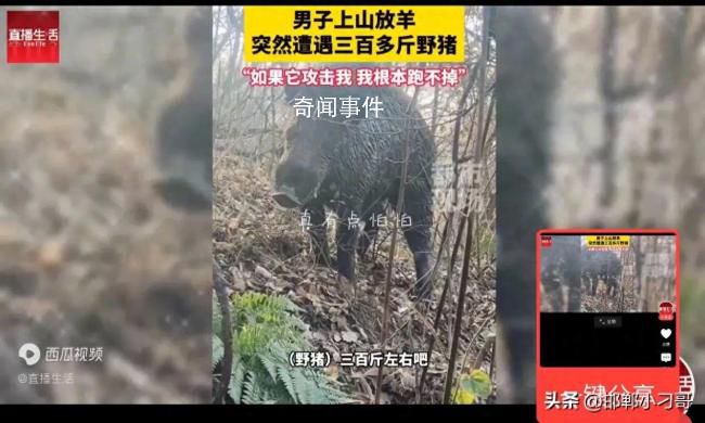 男子上山放羊突遇300斤野豬 人在家中坐豬從天上來”啊
