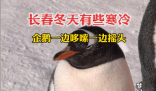 長春冬天凍懵企鵝:腳丫不敢著地