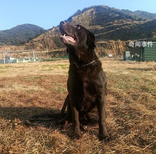 浙江5條退役警犬找領養(yǎng) 參加過搶險救災見過大場面