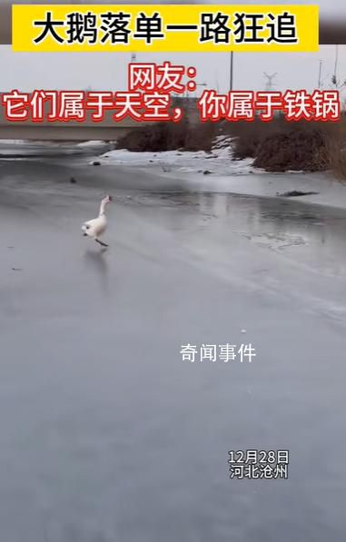 大鵝落單后一路瘋狂追趕 腿都跑出重影了