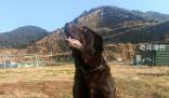 浙江5條退役警犬找領養 參加過搶險救災見過大場面