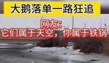 大鵝落單后一路瘋狂追趕 腿都跑出重影了