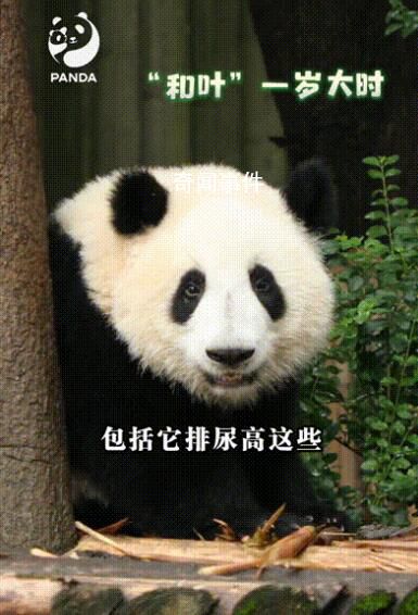 大熊貓和葉是女孩 對此你怎么看