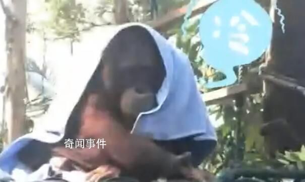 廣州動物園猩猩冷到披上毯子