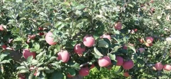 花488買了盆假蘋果盆栽 發生了一件讓人啼笑皆非的事情