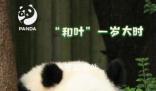 大熊貓和葉是女孩 對此你怎么看