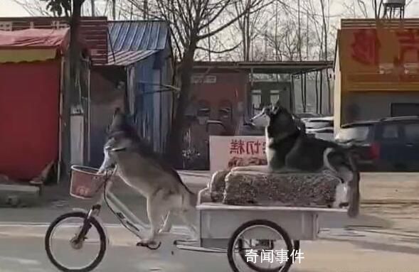 狗狗騎著賣切糕老板的車走了 這一幕不僅讓網友們笑噴
