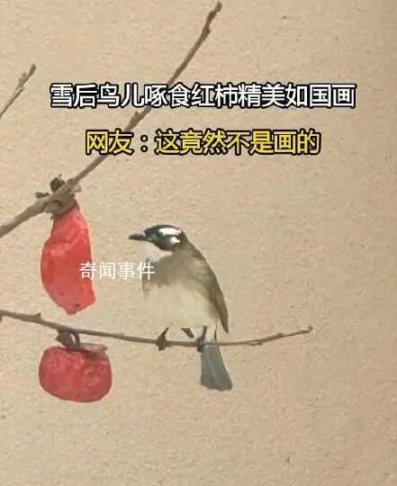 雪后鳥兒啄食紅柿神還原國畫 引發了廣泛關注