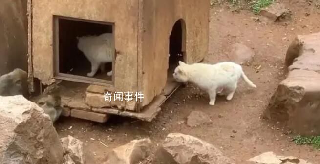 “貓猴共處”風(fēng)波中的昆明動物園