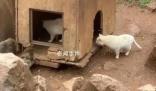 “貓猴共處”風(fēng)波中的昆明動(dòng)物園