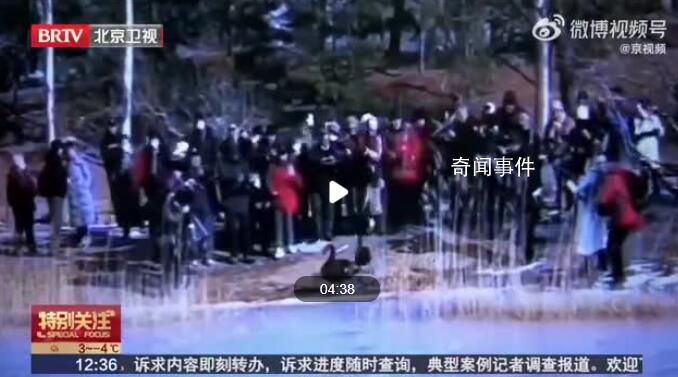 圓明園小天鵝被迫走冰致腳蹼潰爛 市民呼吁別再傷害小天鵝了